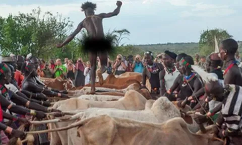 CLIP: Bộ tộc với nghi lễ kỳ lạ, muốn lấy vợ đàn ông phải khỏa thân nhảy qua lưng bò