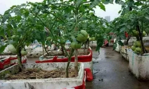 Nhà giàu cỡ nào cũng nên giữ thùng xốp phế thải, quá 'giá trị', không biết thì tiếc