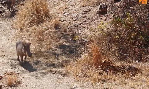 CLIP: Báo hoa mai tung chiêu săn mồi đỉnh cao, tóm gọn lợn rừng trong chớp mắt