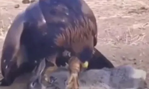 CLIP: Kinh ngạc trước màn săn thỏ đỉnh cao của đại bàng