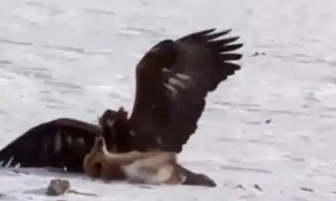 CLIP: Mãn nhãn trước màn tử chiến của đại bàng và cáo 