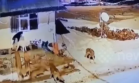 CLIP: Bị 6 con sói 'đánh hội đồng', chó nhà tự tin nghênh chiến và nhận cái kết khó tin