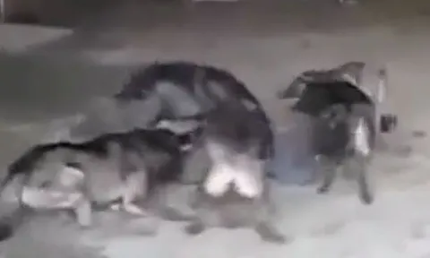 CLIP: Bị 5 con sói bất ngờ tấn công, người đàn ông nhận cái kết khiến người xem thót tim