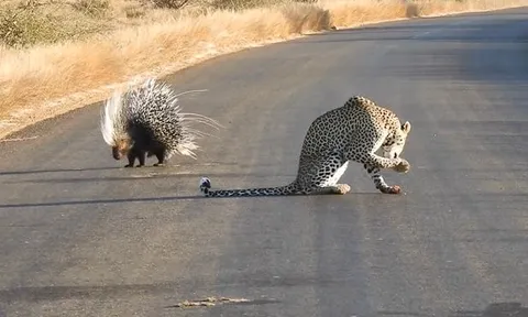 CLIP: Đi săn nhím, báo hoa mai nhận ngay cái kết 'muối mặt'