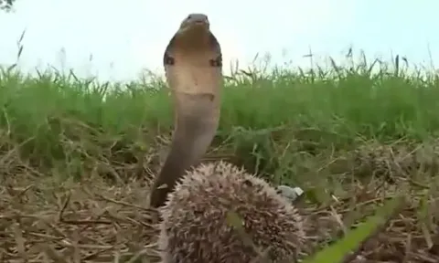 CLIP: Đụng độ nhím, rắn hổ mang chúa có phản ứng khiến người xem 'sốc nặng'