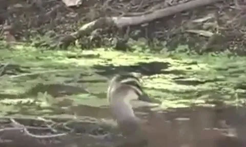 CLIP: Đụng độ vịt đen Thái Bình Dương, rắn độc 'bỏ của chạy lấy người'