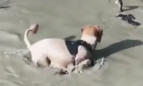 CLIP: Đi săn vịt, chó nhà bị con mồi biến thành 'thằng hề'