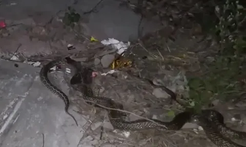 CLIP: 'Ớn lạnh' trước khoảnh khắc hổ mang chúa nuốt rắn hổ mang bướm giữa sân nhà