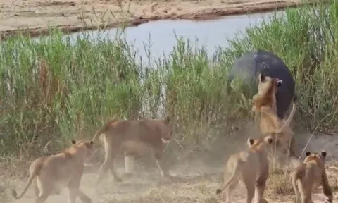 CLIP: Bị 5 con sư tử truy sát, hà mã một mình chống trả và cái kết bất ngờ