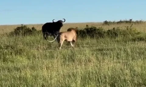 CLIP: Trâu rừng đang mang thai bị dồn vào đường cùng, quay lại tấn công sư tử và cái kết ‘một xác 2 mạng’