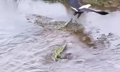 CLIP: Liều lĩnh lao xuống sông cướp đồ ăn của cá sấu, đại bàng suýt trở thành con mồi của chúa tể đầm lầy