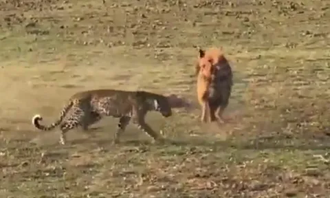 CLIP: Mãn nhãn trước màn tử chiến giành mồi của báo hoa mai và linh cẩu