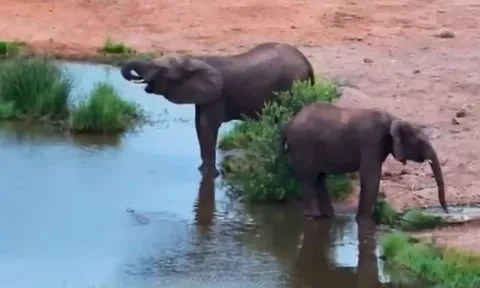 CLIP: Đang uống nước, voi bị cá sấu tấn công và cái kết khó đoán