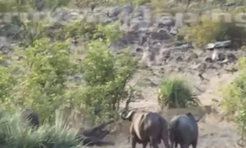 CLIP: Đàn trâu rừng hóa 'người hùng', cứu voi con khỏi hàm răng sắc nhọn của bầy sư tử và cái kết