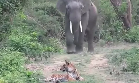 CLIP: Đang nằm nghỉ, hổ bỗng co giò bỏ chạy khi con vật này xuất hiện