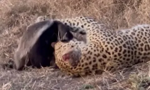 CLIP: Đụng độ báo hoa mai, lửng mật nhận cái kết bất ngờ