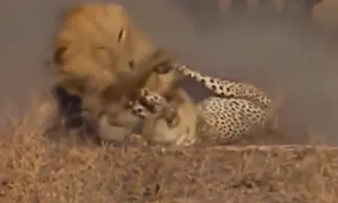CLIP: Rơi vào tầm ngắm của sư tử, báo hoa mai nhận ngay cái kết bi thảm