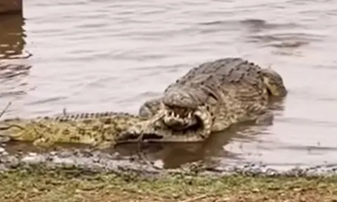 CLIP: Kinh hãi trước khoảnh khắc cá sấu sông Nile 'khủng' ăn thịt đồng loại