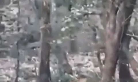 CLIP: Báo hoa mai thoát chết ngoạn mục nhờ 'độc chiêu' khi bị hổ truy sát