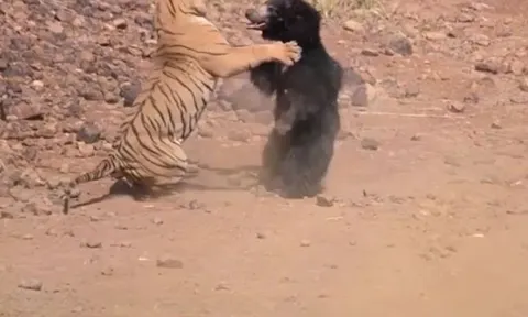 CLIP: Hổ Bengal và gấu lợn hỗn chiến giành nguồn nước và cái kết gây chú ý