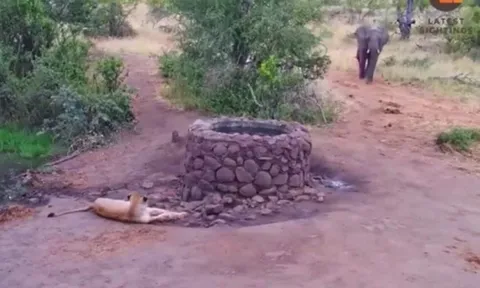 CLIP: Đang nằm nghỉ, sư tử hoảng sợ bỏ chạy khi loại động vật này xuất hiện