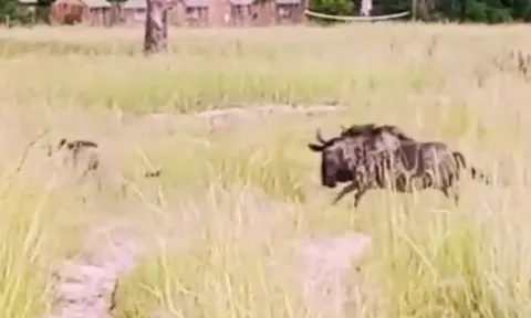 CLIP: Thấy con non bị báo hoa mai tấn công, linh dương đầu bò liều mình chống trả và cái kết