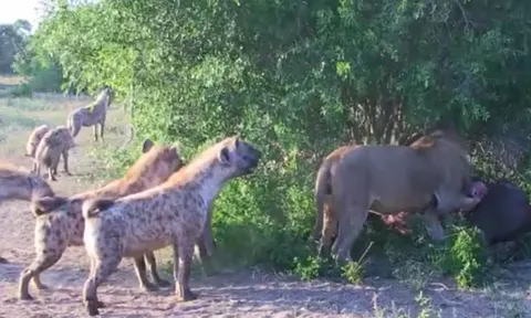 CLIP: Vừa săn được trâu rừng, đàn linh cẩu lao lại cướp công của sư tử và cái kết khó đoán