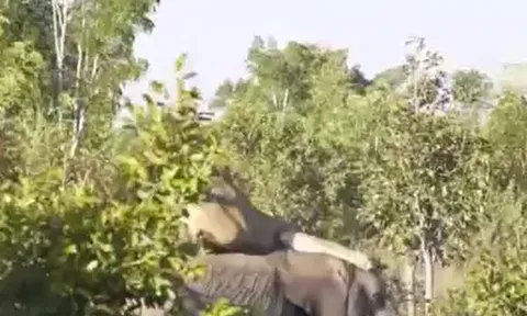 CLIP: Liều lĩnh đi săn voi, sư tử nhận cái kết muối mặt