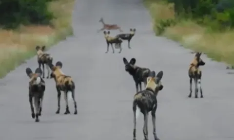 CLIP: Chặn đường để tóm linh dương, đàn chó hoang châu Phi nhận cái kết xấu hổ