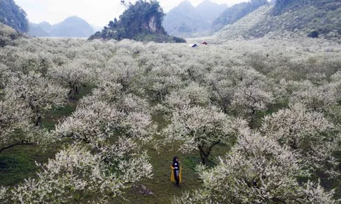 Du khách thích thú ngắm hoa, săn mây trên cao nguyên Mộc Châu
