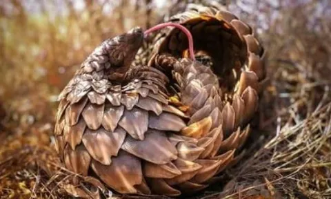 Loài động vật quý hiếm cả thế giới chỉ 9 nước có, Việt Nam vừa đón tin vui!