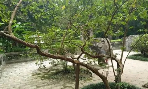Huyền bí cây ổi gần 100 năm tuổi biết 'cười' ở di tích Lam Kinh (Thanh Hóa), bứng 'con cháu' rời đất thiêng là hết nhiệm màu