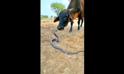 CLIP: Chú bò chơi đùa với rắn độc gây sốt, hàng nghìn người tò mò