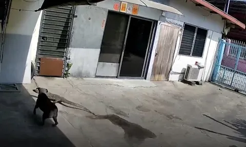 CLIP: Cuộc đối đầu nghẹt thở của chó với thằn lằn ngăn không cho vào nhà