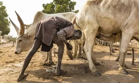 Ảnh hiếm về bộ lạc gội đầu bằng nước tiểu bò, dùng phân làm thuốc, kem dưỡng da