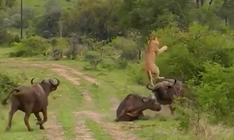 CLIP: Sư tử húc văng sư tử lên không trung để giải cứu đồng loại và cái kết bi thảm cho kẻ đi săn
