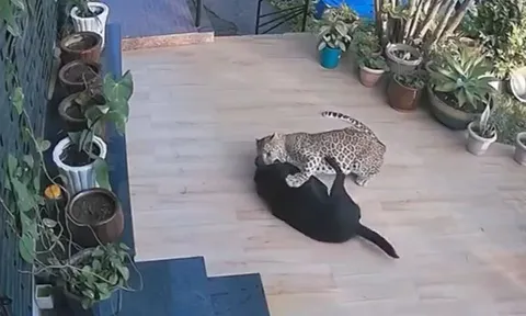 CLIP: Báo hoa mai lẻn và tấn công chó nhà và cái kết bất ngờ