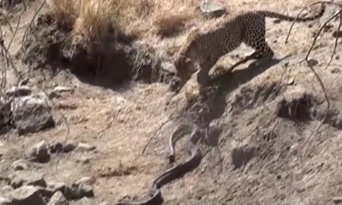 CLIP: Đối đầu báo hoa mai, trăn đá châu Phi nhận cái kết bi thảm