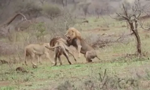 CLIP: Ớn lạnh trước màn hỗn chiến giành bạn tình của sư tử đực