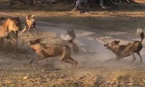 CLIP: Sư tử mẹ tử chiến với đàn chó hoang châu Phi bảo vệ con và cái kết khó tin