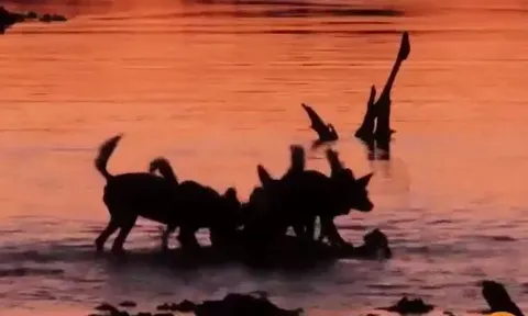 CLIP: Bầy chó hoang châu Phi đói liều mình lao xuống nước săn linh dương Impala và cái kết dễ đoán