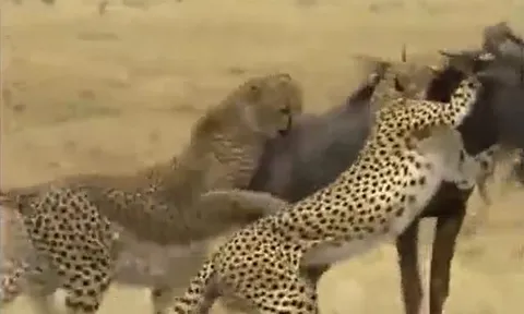 CLIP: Bị 4 con báo săn cắn xé, linh dương đầu bò vẫn có màn lật kèo đáng kinh ngạc