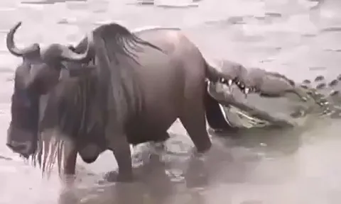 CLIP: Bị cá sấu cắn trúng đuôi, linh dương đầu bò vẫn tạo nên kỳ tích