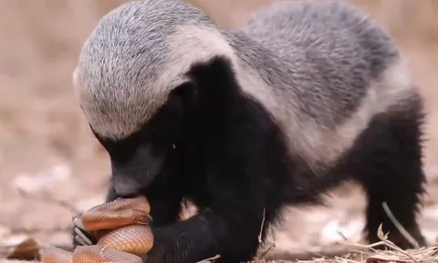 CLIP: 'Rơi vào tay' lửng mật, rắn nốt ruồi nhận cái kết đầy đau đớn