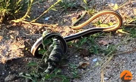 CLIP: Mãn nhãn trước màn tử chiến kéo dài 2 tiếng đồng hồ của rắn cát bụng vàng và thằn lằn