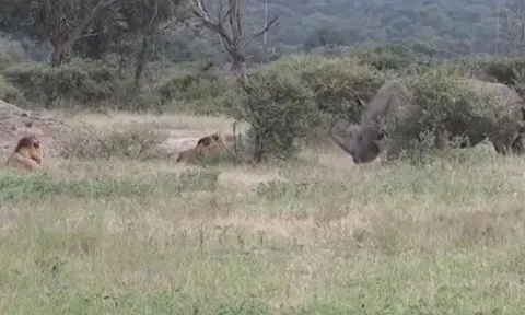 CLIP: Tê giác 'ghé thăm' 2 con sư tử đang nghỉ ngơi và phản ứng của kẻ đi săn khiến cư dân mạng 'sốc' nặng