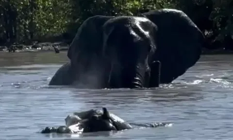 CLIP: Màn chạm trán kịch tính của voi và hà mã