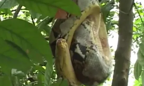 CLIP: Trăn gấm 'khủng' tung đòn chí mạng, xử tử khỉ con trong tích tắc