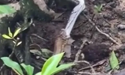 CLIP: Kinh hãi trước khoảnh khắc rắn hổ mang chúa nuốt trăn gấm