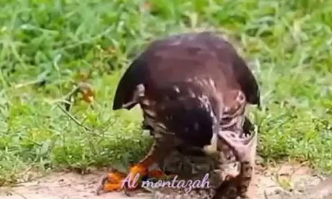 CLIP: Đụng độ diều hâu, rắn độc bị kẻ địch moi mắt không thương tiếc